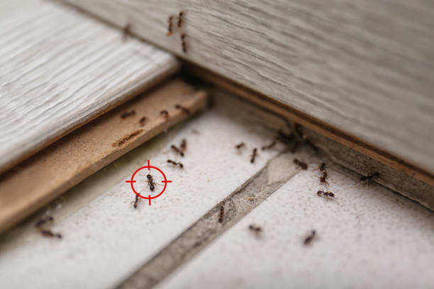 Best Mosquito Control Services  in Flower Hill, NY